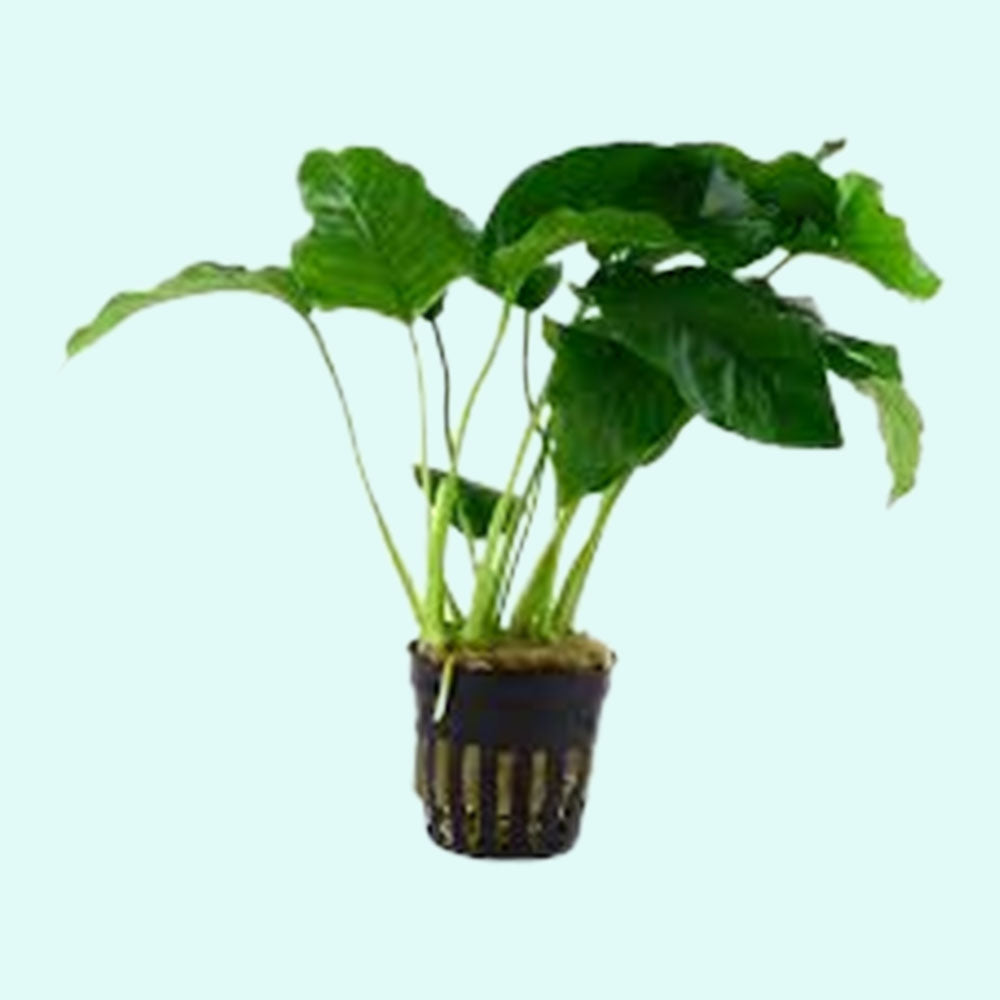 Anubias Barteri