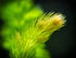 3 Pack Hornwort Bundle