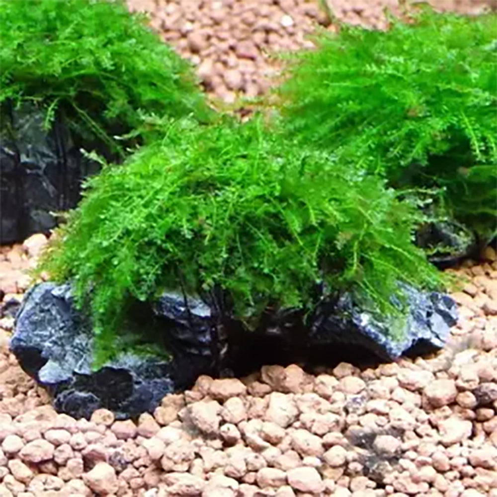 An aquarium setup featuring Weeping Moss Vesicularia Ferriei among other aquatic plants