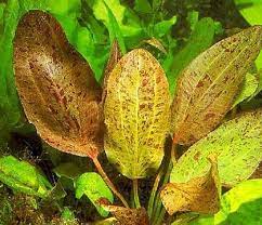 Amazon Sword Echinodorus Ozelot Red