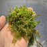 Java Moss "Taxiphyllum Barbieri"