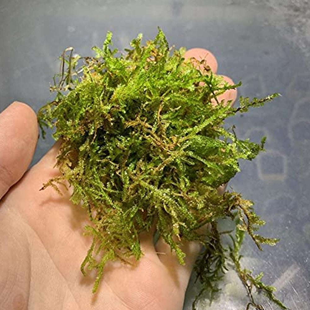 Java Moss 