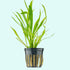 (3) Chain Sword Narrow Leaf Plants