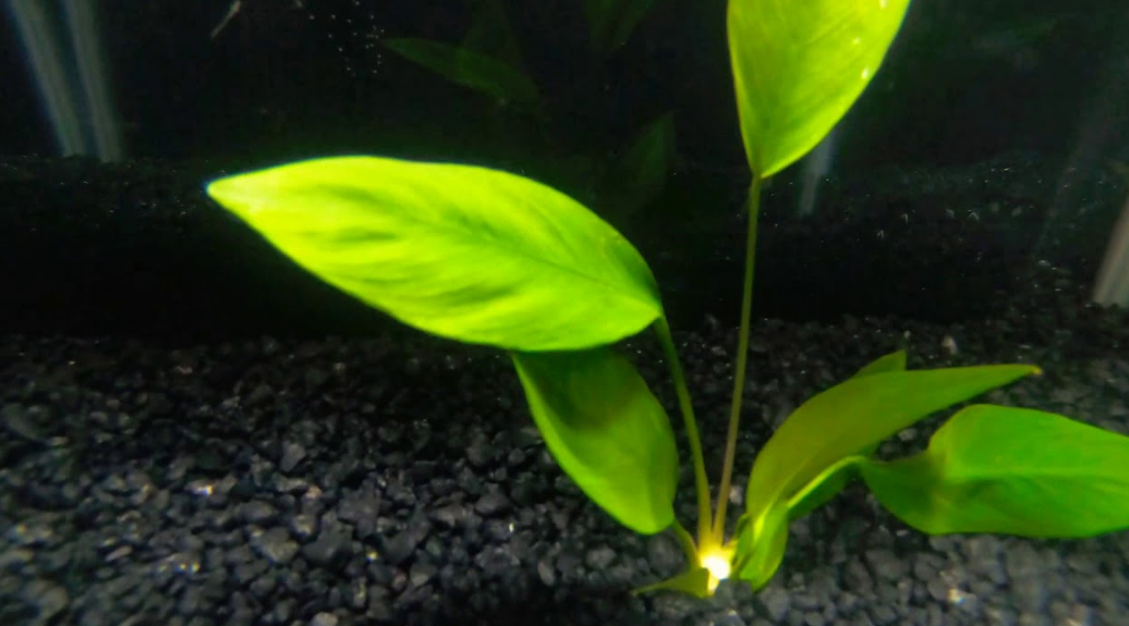 Anubias Nancon Bare Root