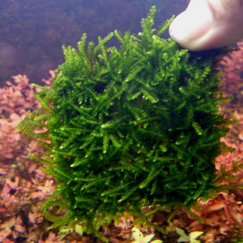 Weeping Moss Vesicularia Ferriei attached to a driftwood piece