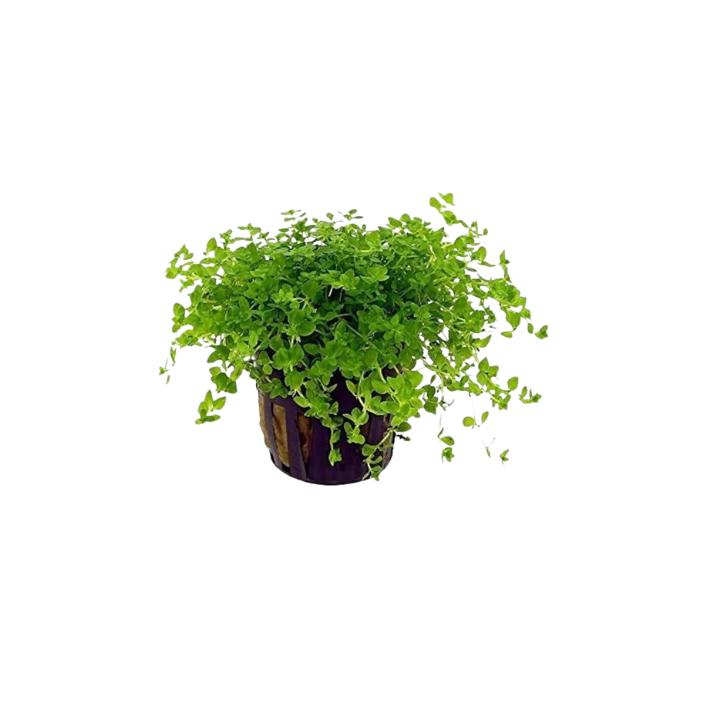 Aquarium Foreground Plant Bundle – 3 Pots for Beginners