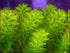 Parrot's Feather Myriophyllum Aquaticum