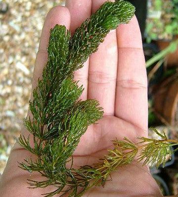 3 Pack Hornwort Bundle