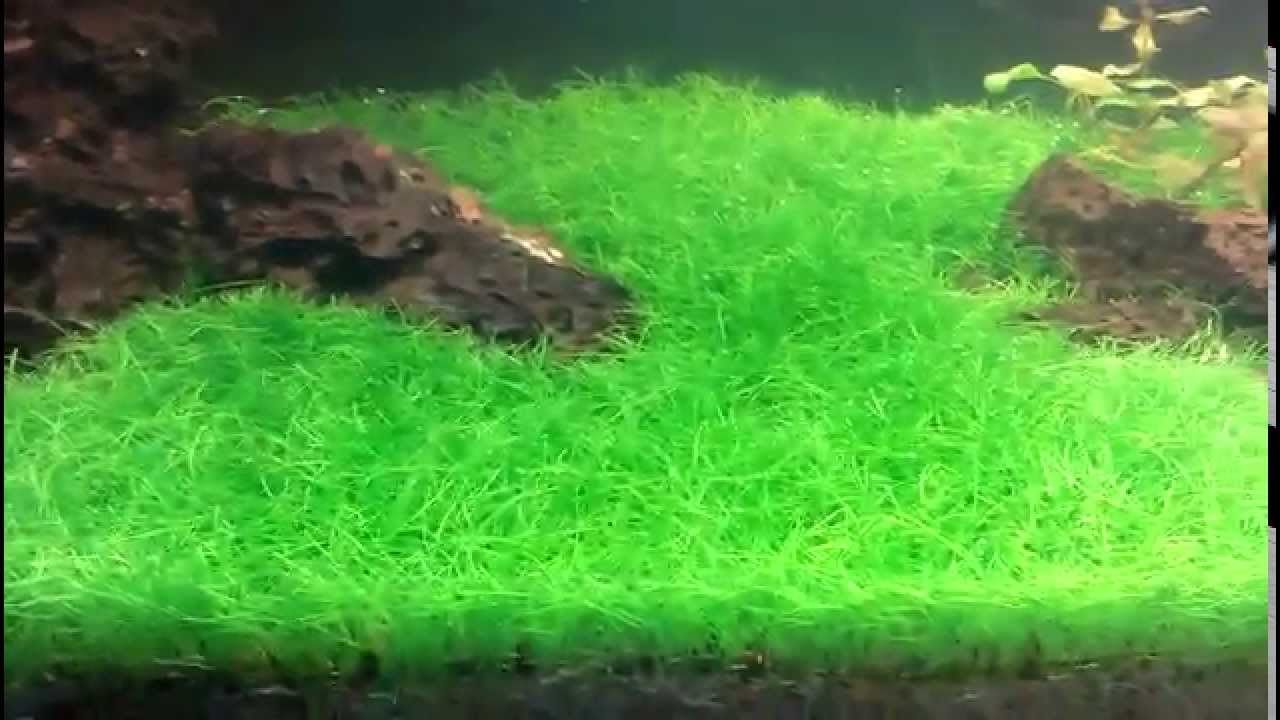 5 Dwarf Hairgrass Clump Eleocharis Parvula