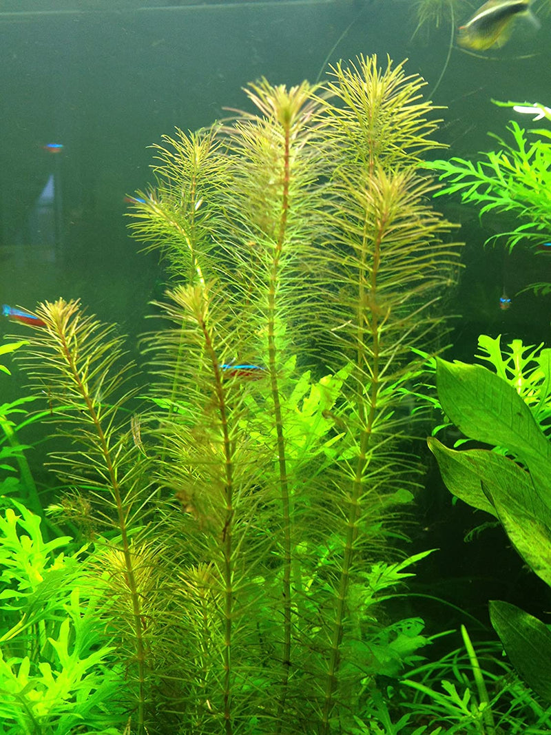 Rotala Vietnam HRa