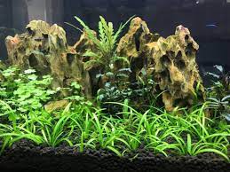 Dwarf Sagittaria Subulata