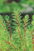 Red Parrot Feather (Myriophillum Brasillensis)