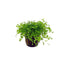 Aquarium Foreground Plant Bundle – 3 Pots for Beginners