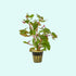 Ludwigia Repens (Super Red Mini)