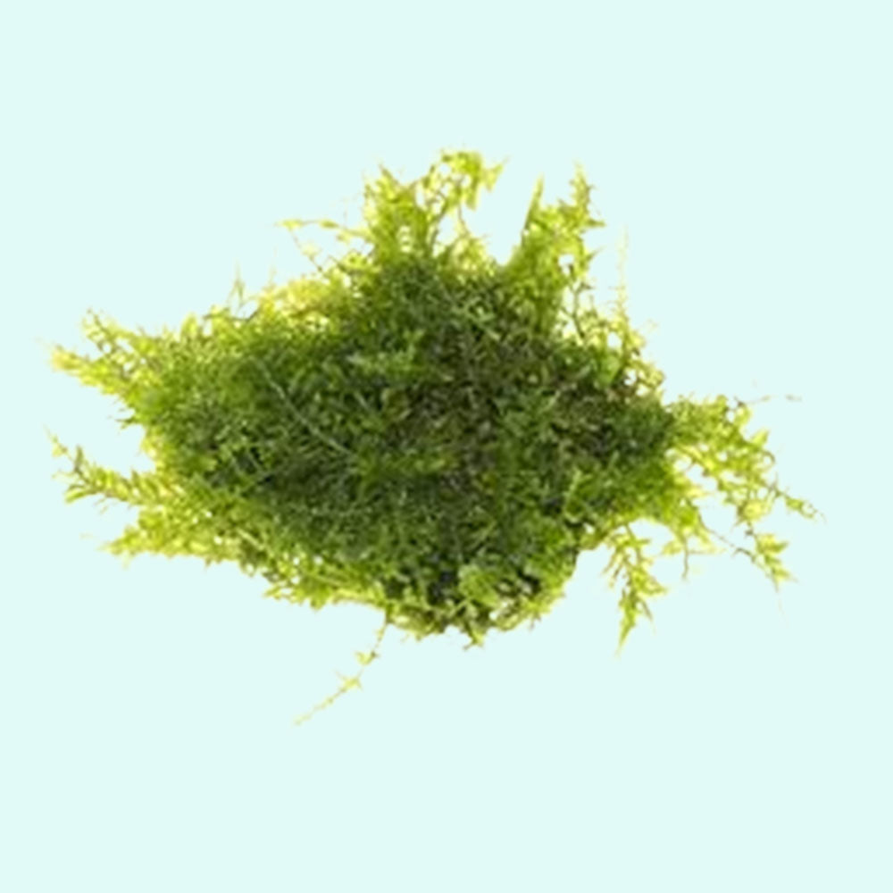 Christmas Moss 