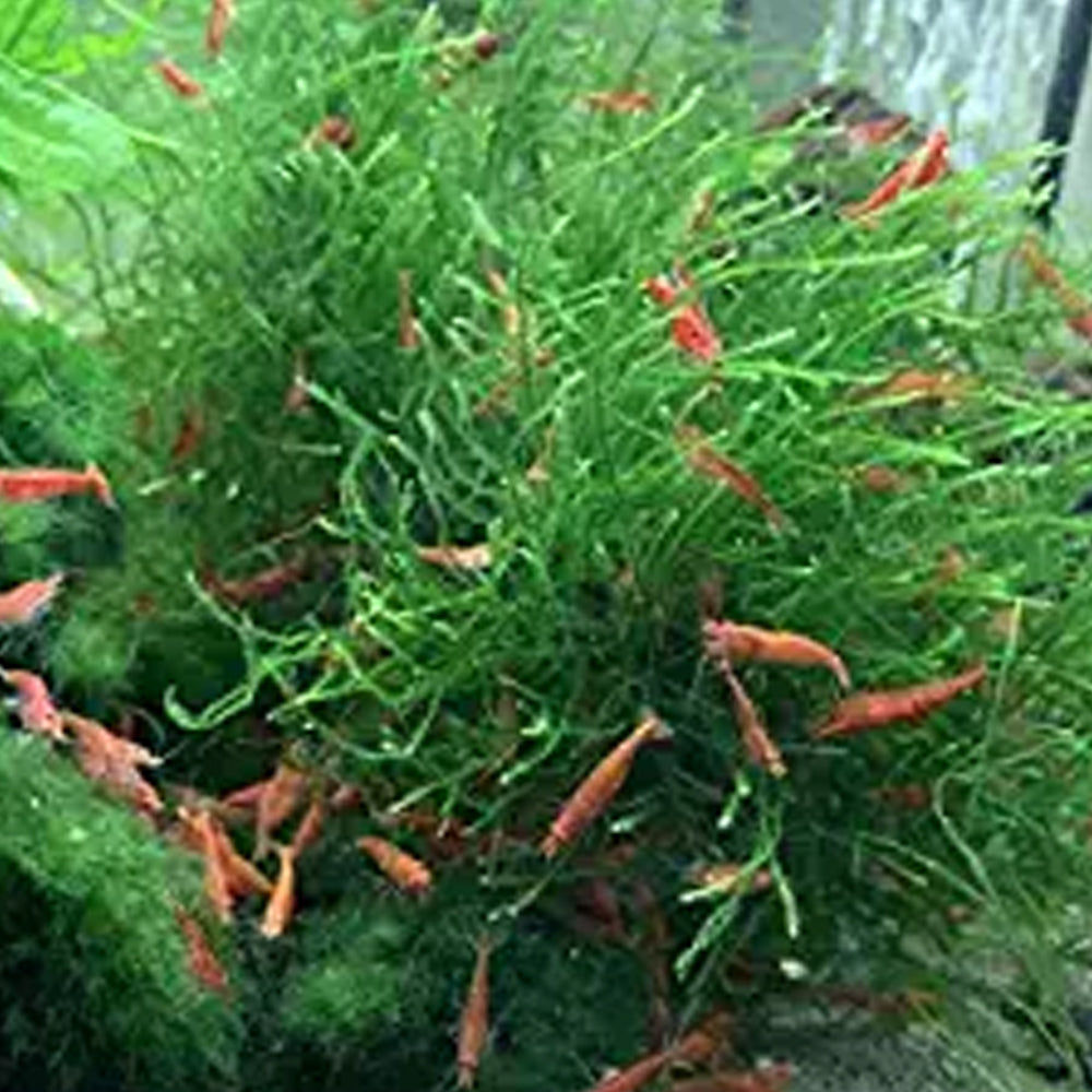 Taxiphyllum barbieri (mousse de Java) - Skaii and shrimps