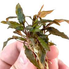 Cryptocoryne Wendtii Brown Bare Root