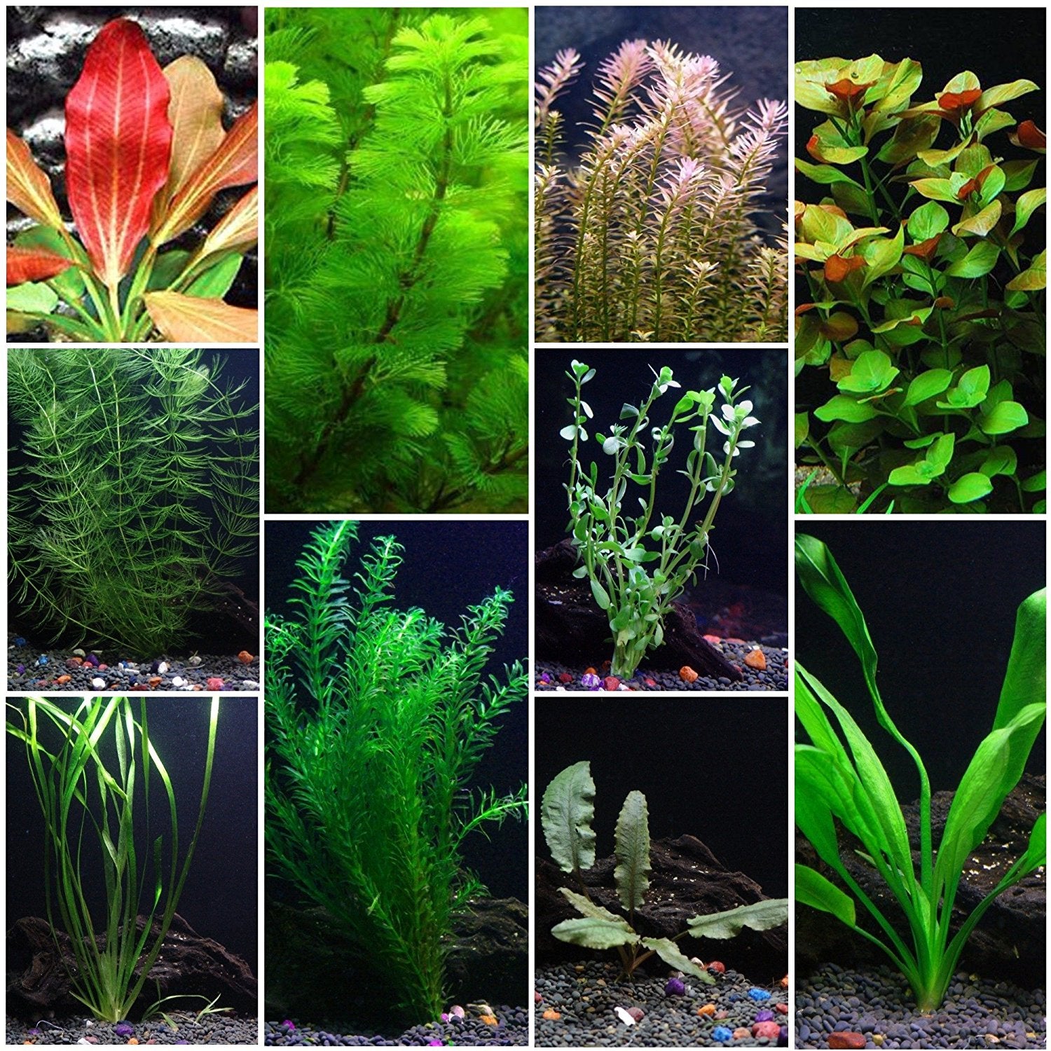 Beginner Live Aquarium Plants Bundle