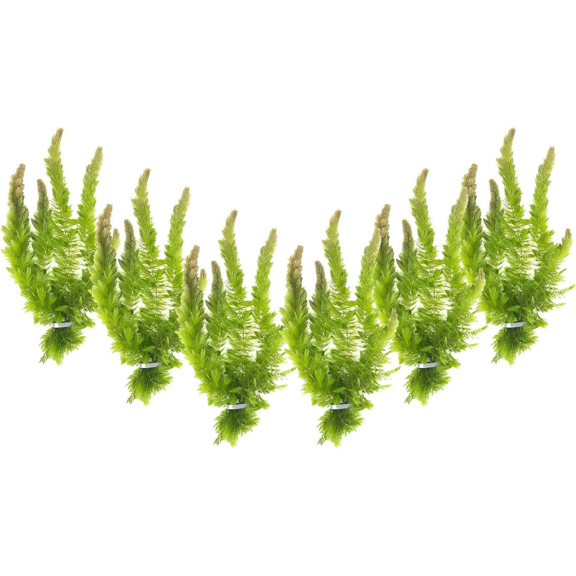 6 Hornwort Coontail Bunches