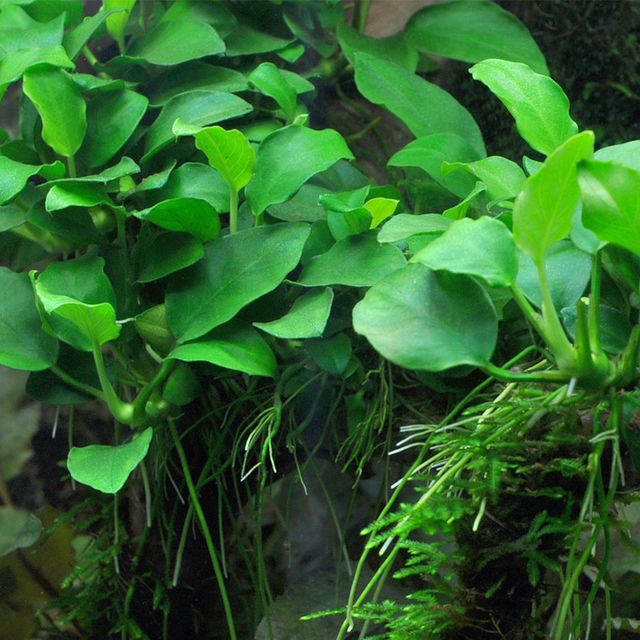 Anubias Barteri (Nana Petite)