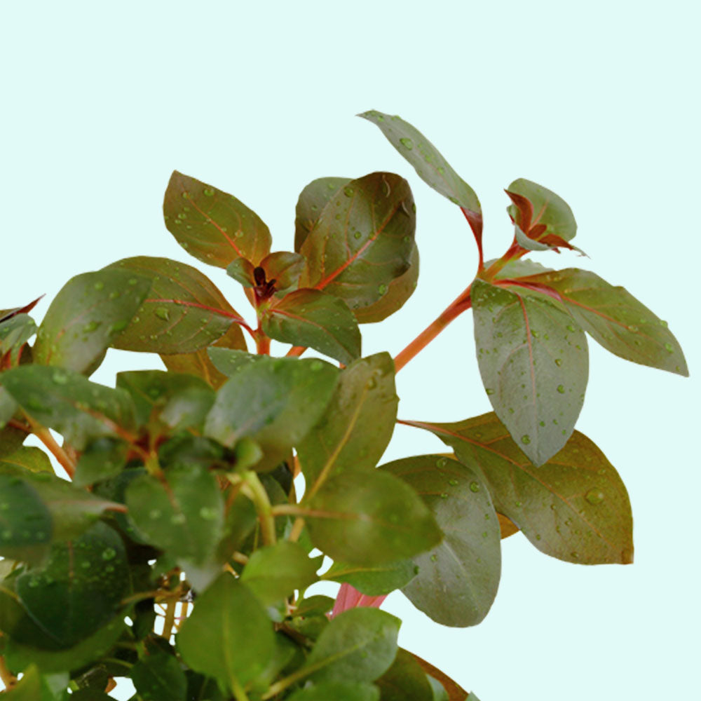 Ludwigia Repens (Rubin)