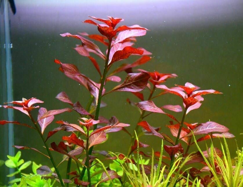 Ludwigia Repens (Dark Red)