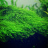 Java Moss "Taxiphyllum Barbieri"