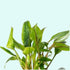 Cryptocoryne Crypt Lutea