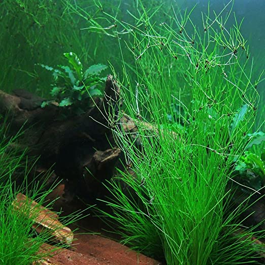 Hairgrass (Eleocharis Vivipara)