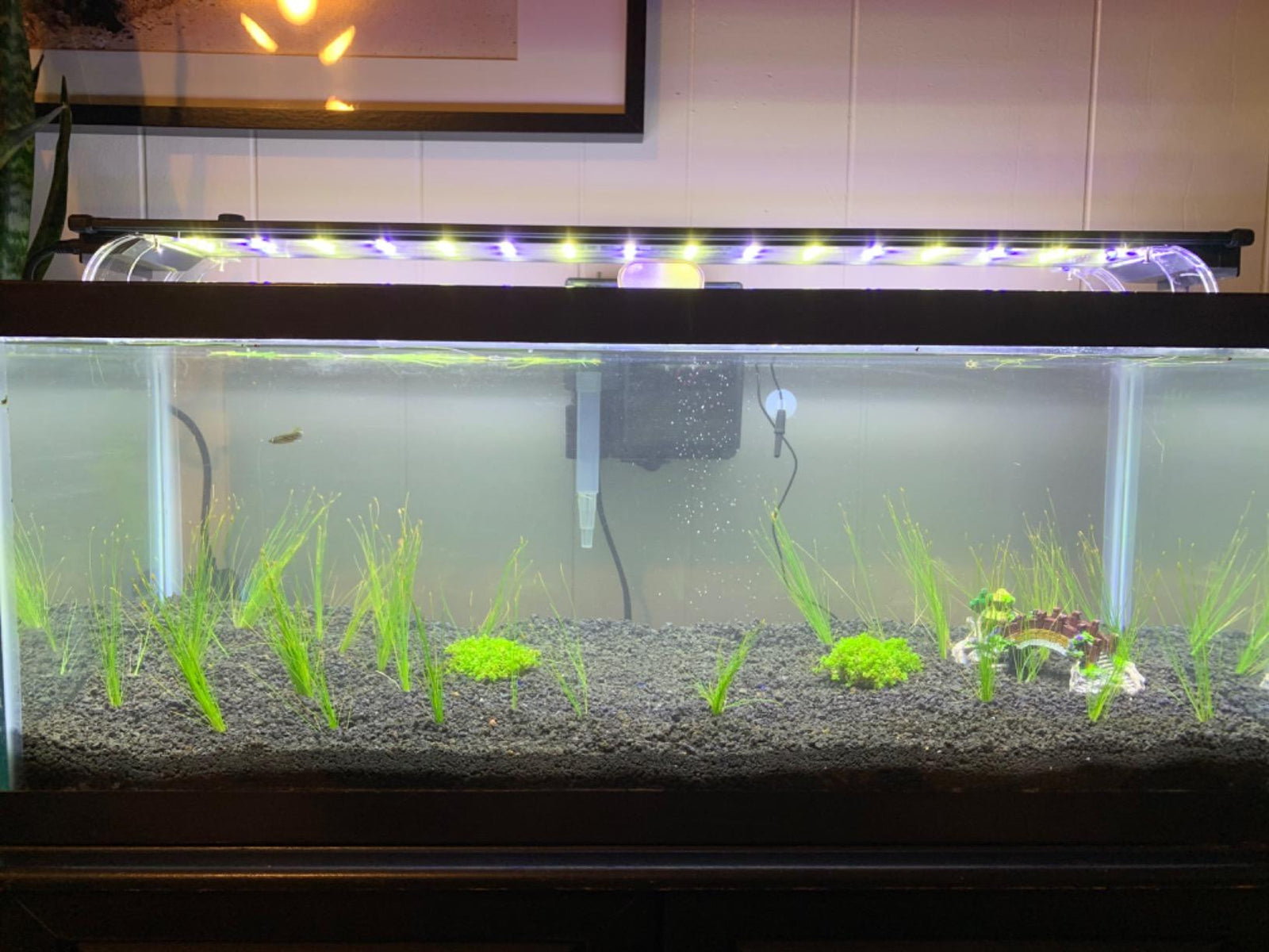 5 Dwarf Hairgrass Clump Eleocharis Parvula