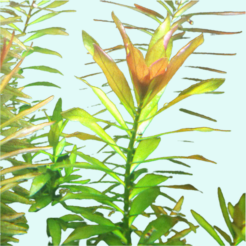 Needle Leaf Ludwigia Arcuata