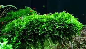 Christmas Moss 