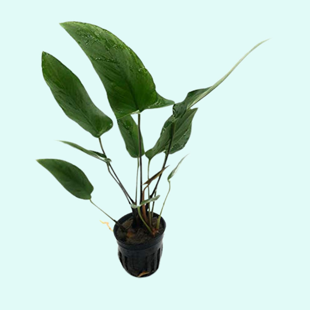 Anubias Hastifolia Bare Root