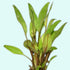 Cryptocoryne Crypt Lutea