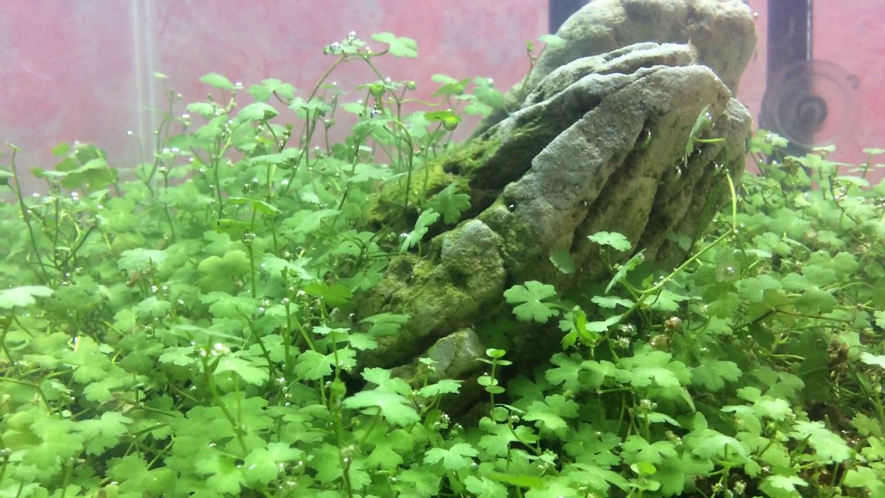 Dwarf PennyWort Japan (Hydrocotyle Tripartita)