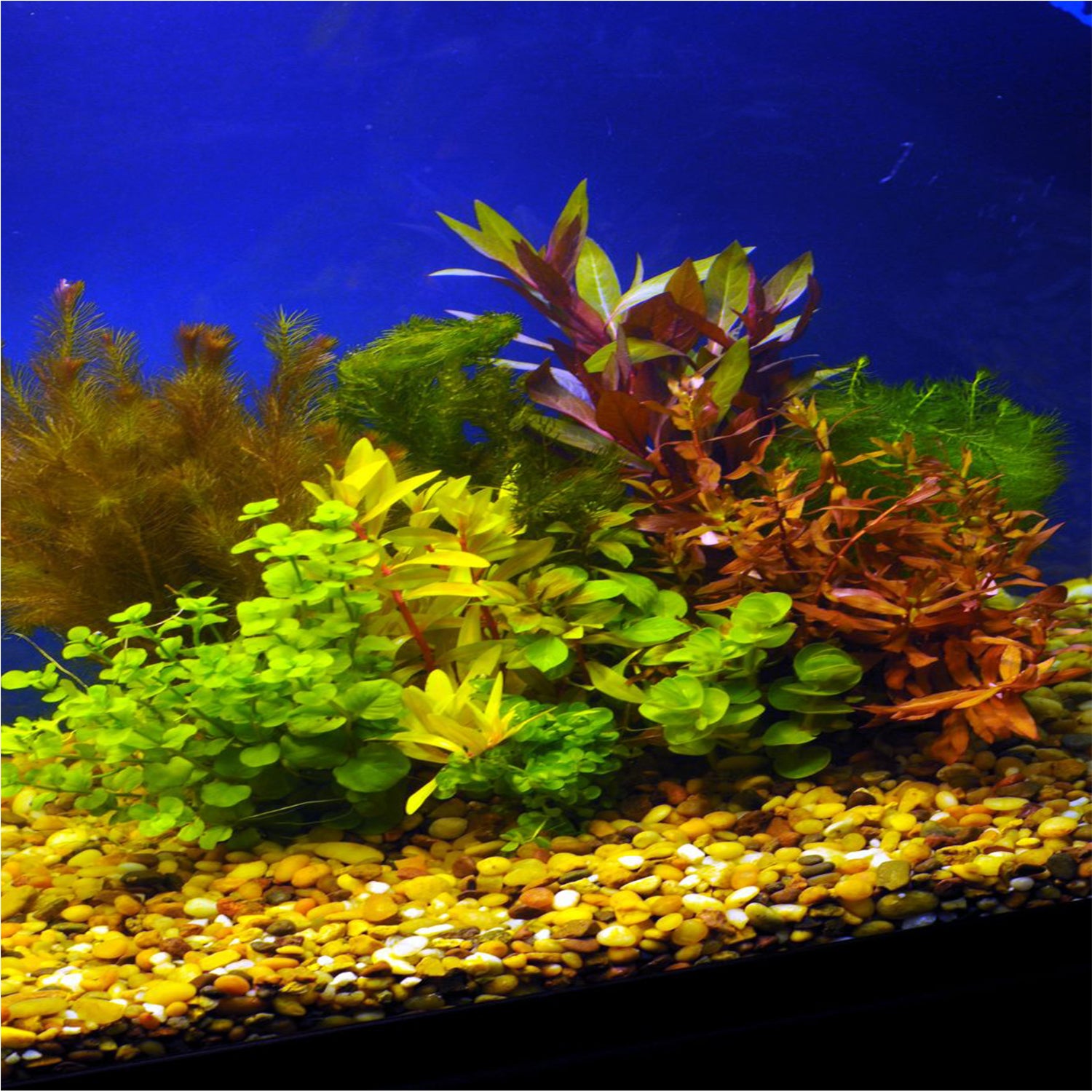 Live Aquarium Plants Essential Bundle - 4 Plants