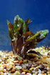 Cryptocoryne Wendtii Brown Bare Root