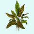 Cryptocoryne Wendtii Brown Bare Root