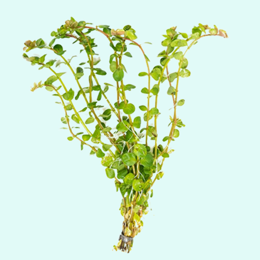 Rotala Indica Rotundifolia