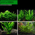 Java Fern Microsorum