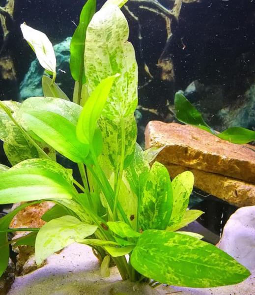 Marble Queen Sword (Echinodorus Cordifolius)