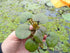 Frogbit (Limnobium Spongia)