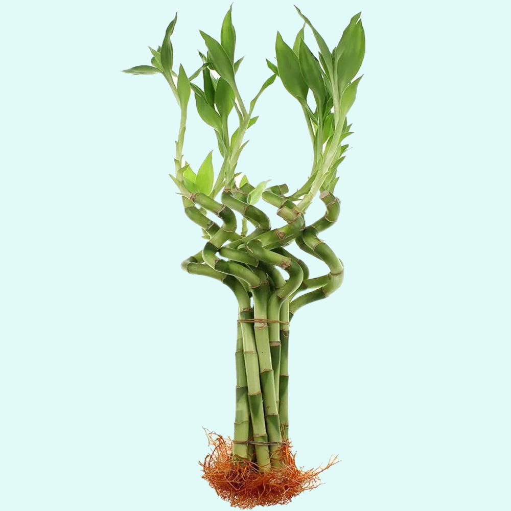 Lucky Bamboo Plant (Dracaena Sanderiana)