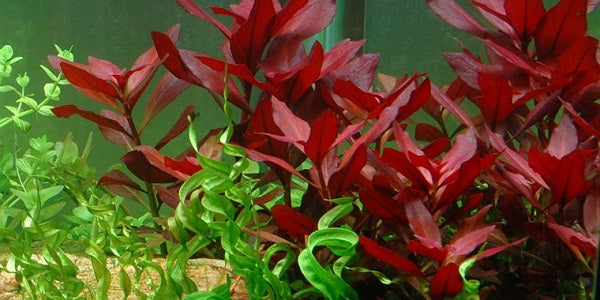 Ludwigia Repens (Dark Red)