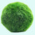 Marimo Moss Ball Aegagropila Linnaei