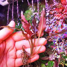 Cryptocoryne Crypt Wendtii Red 2