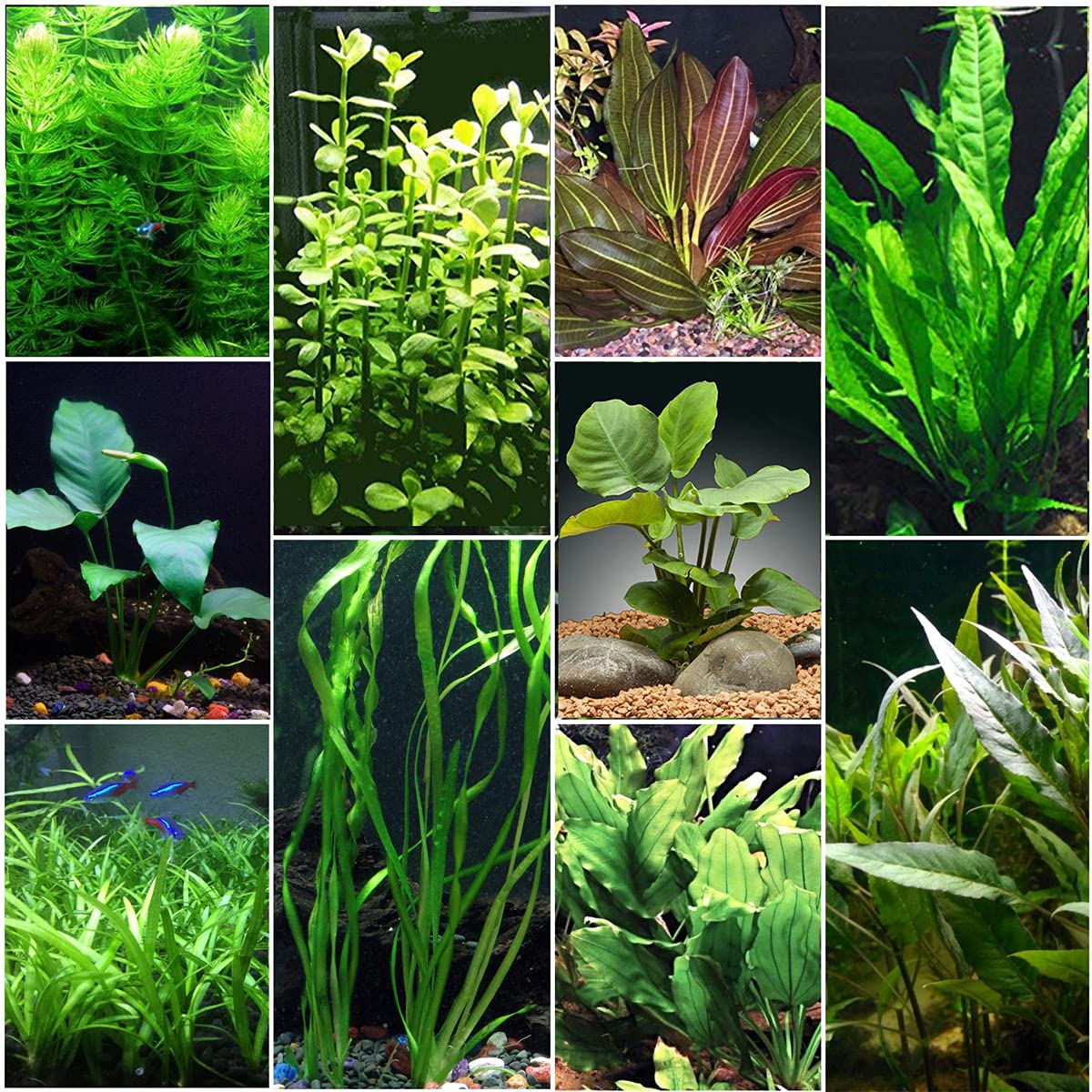 Beginner Live Aquarium Plants Bundle