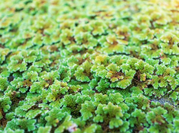 Azolla Filiculoides 