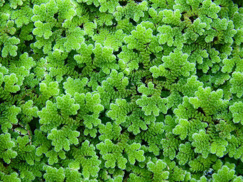 Azolla Filiculoides 