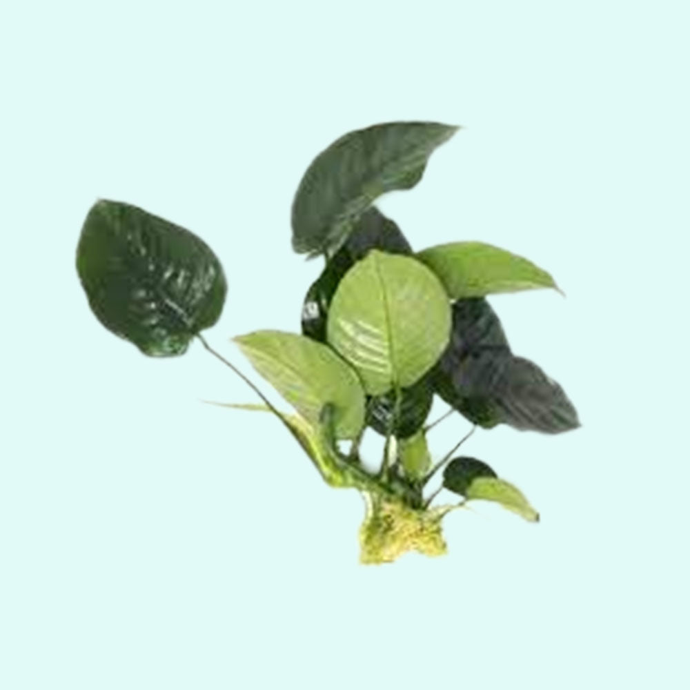 Anubias Barteri Bare Root